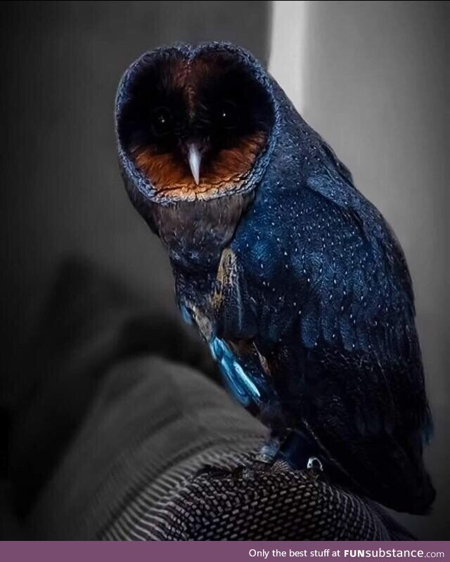 Cool colored owl