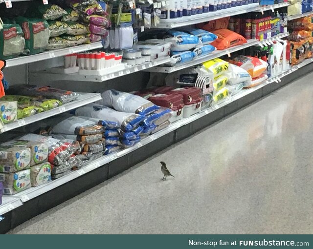 This bird in Publix just shopping for birdseed like it’s nbd [OC]