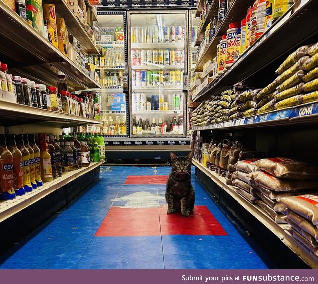 A bodega cat in the Bronx