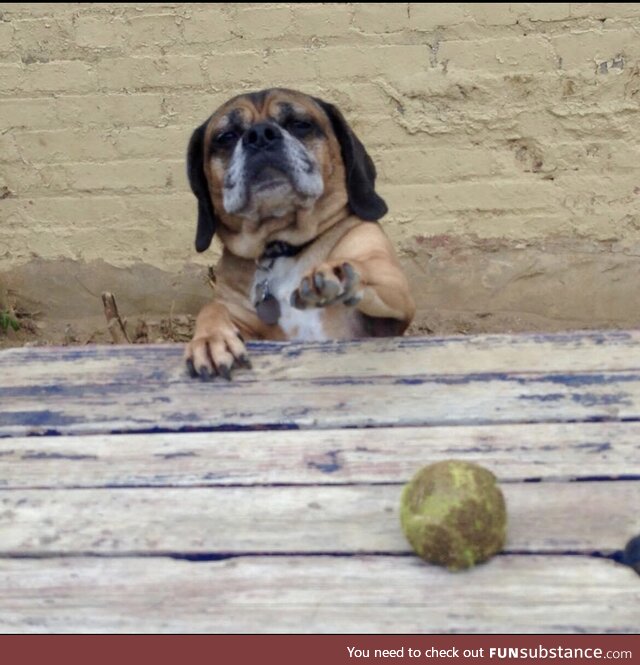 We lost our Puggle Eli this weekend, but this pic always cheers us up, even now. We hope