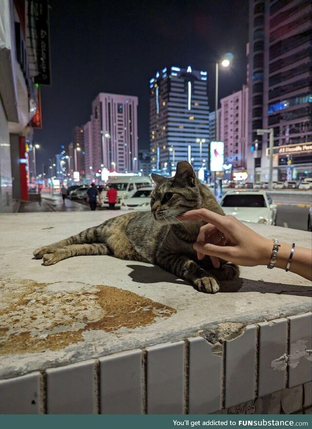 A kitty cat living in Abu Dhabi