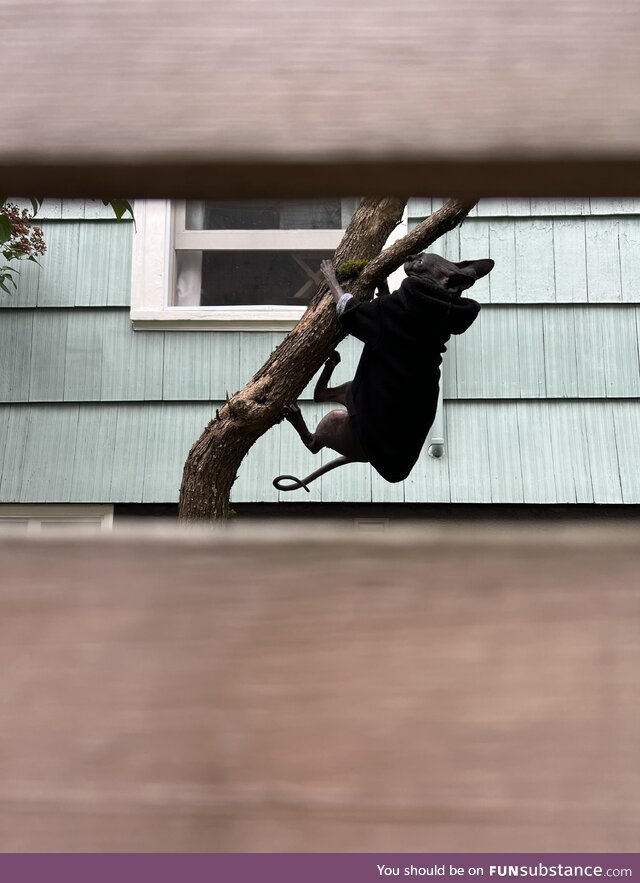 Spotted through a fence… sphynx on a mission