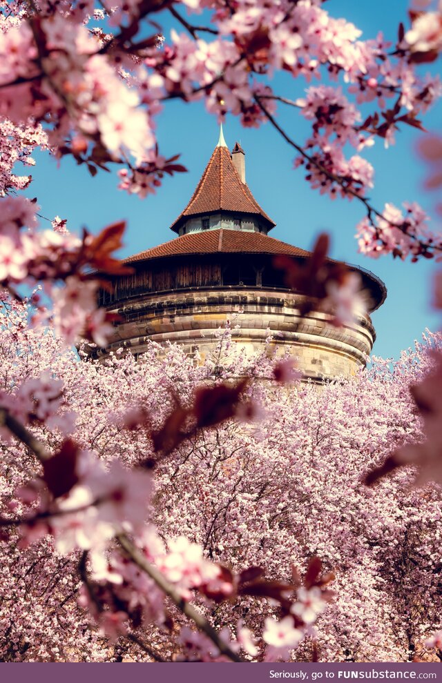 Finally spring arrived in Germany. [OC]