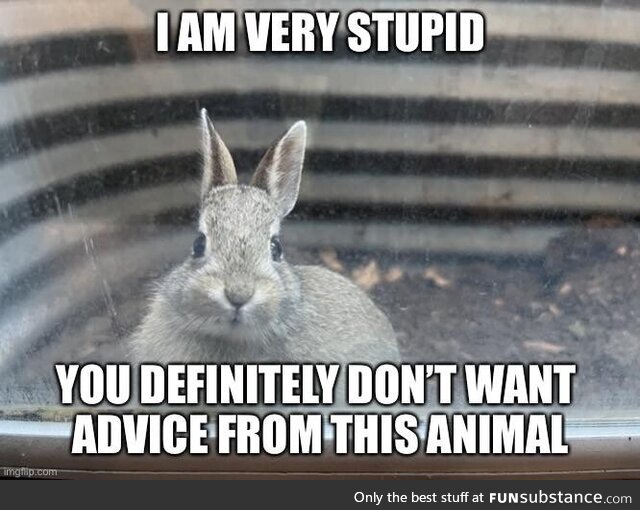 Bad advice bunny
