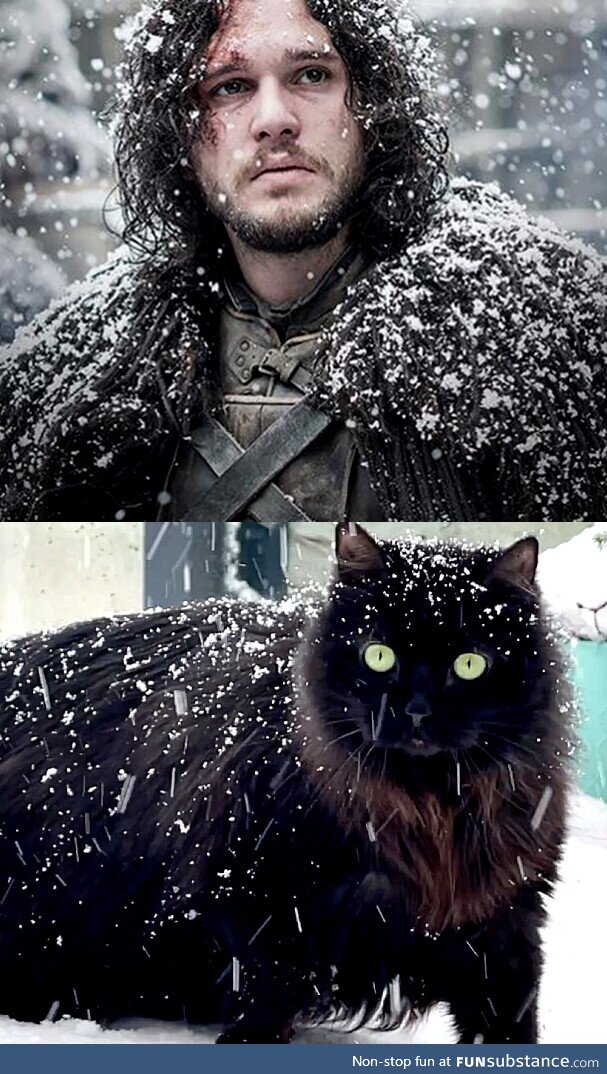 Kit vs Cat