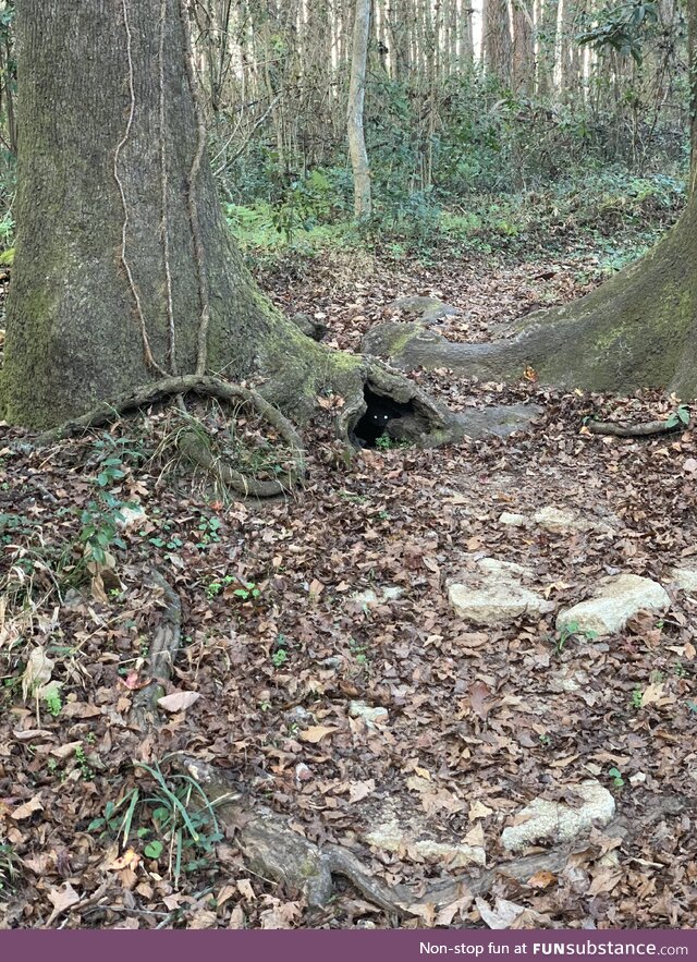 Someone glued monster eyes in a hollowed-out space on a trail in the woods