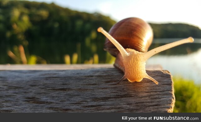 Perfect Click of Snail