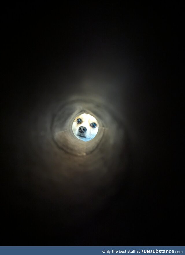 I took a picture of my dog through a paper towel roll