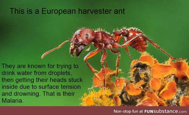 The European harvester ant