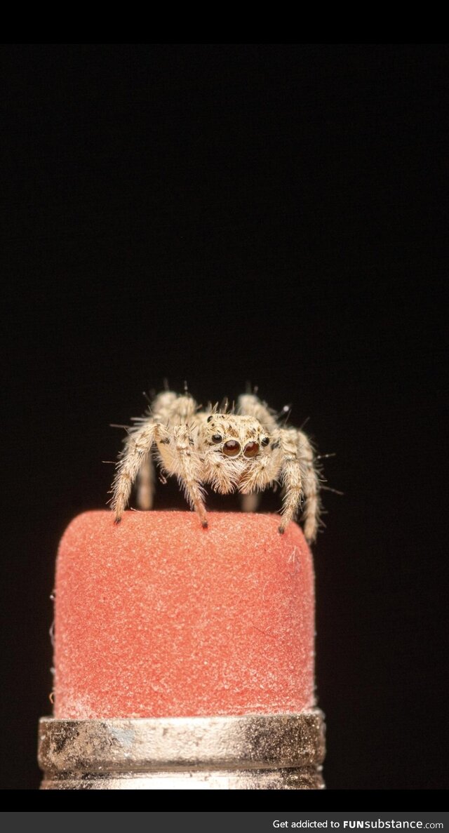 Jumping spider on pencil