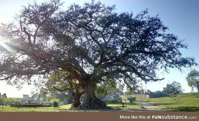 Tree