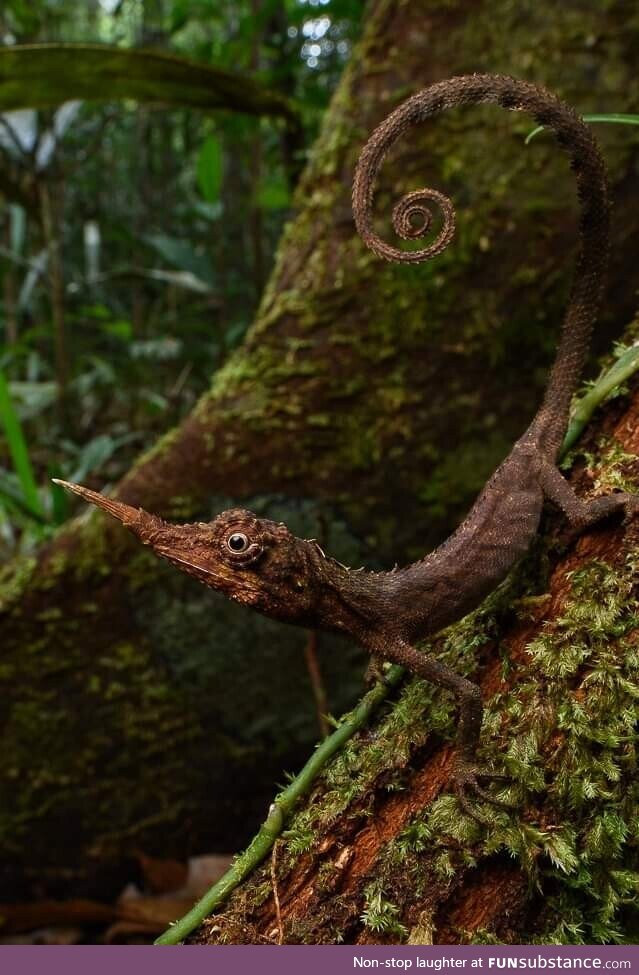 Rare, Borneo horned lizard (Harpesaurus borneensis). Sarawak, Malaysia (Borneo)