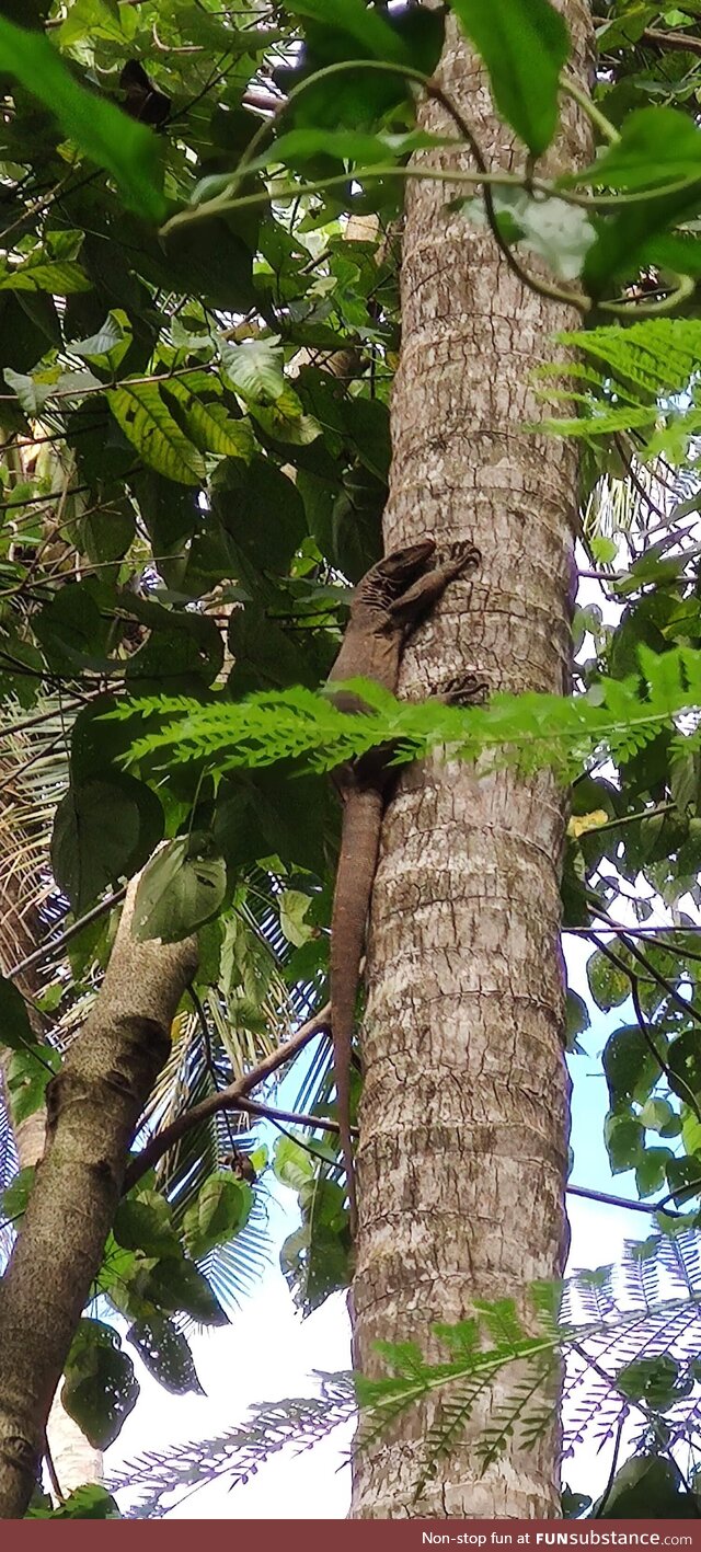 Monitor on a coconut tree