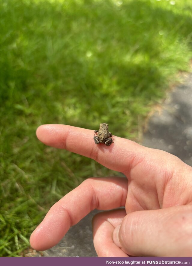 It’s baby frog time in Denmark