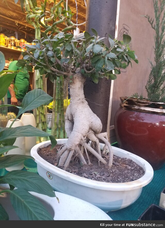 This plant's having a good time