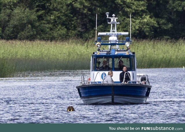 Stena, the first walrus ever to reach Finnish shores, got a police escort
