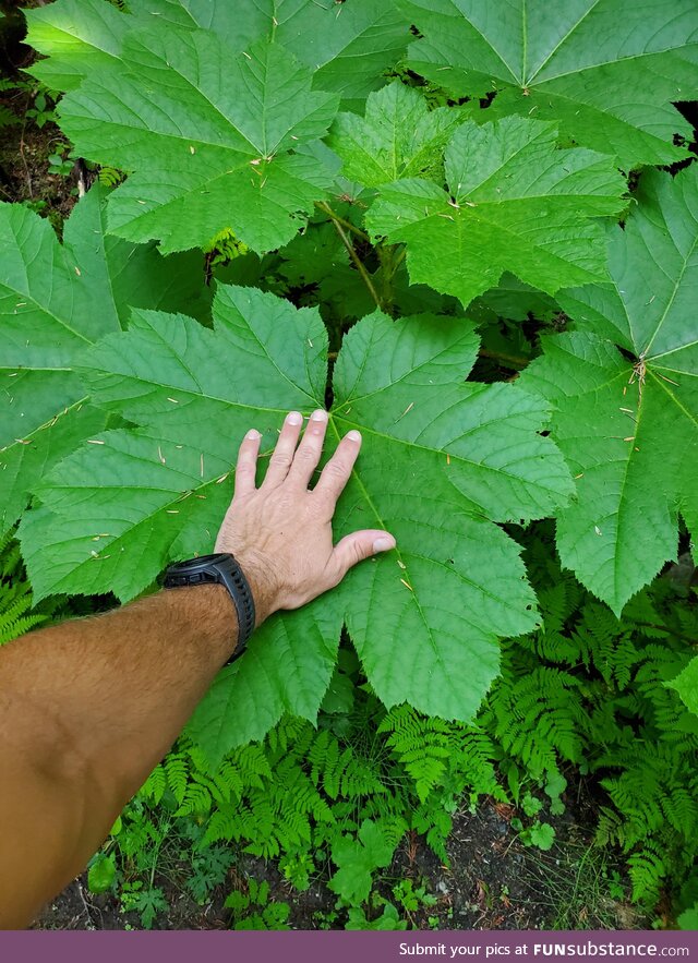 Check out this big leaf