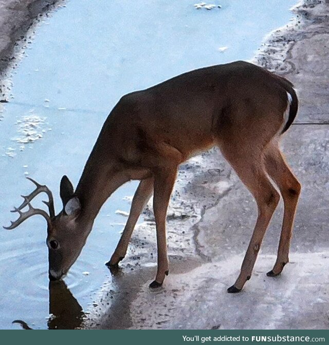 White tail drinking
