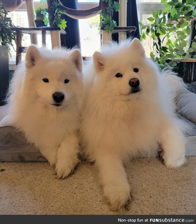 Love these happy hairballs!
