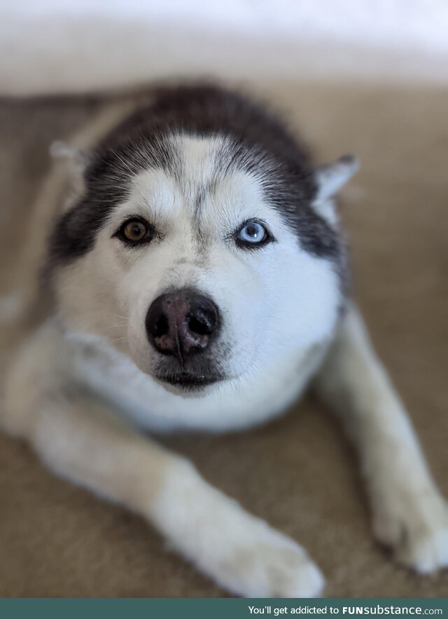My husky Polar. Because she's polarized (two eye colors)