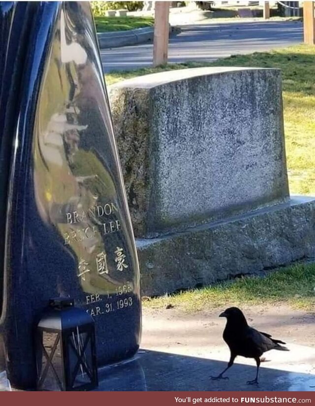A crow visits the grave of Brandon Lee (The son of famed martial artist and iconic actor