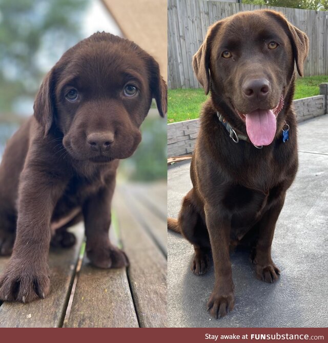 Bruno at 6 weeks and 1 year old