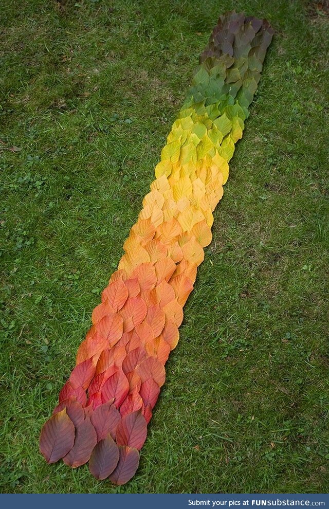 Seasonal leaves