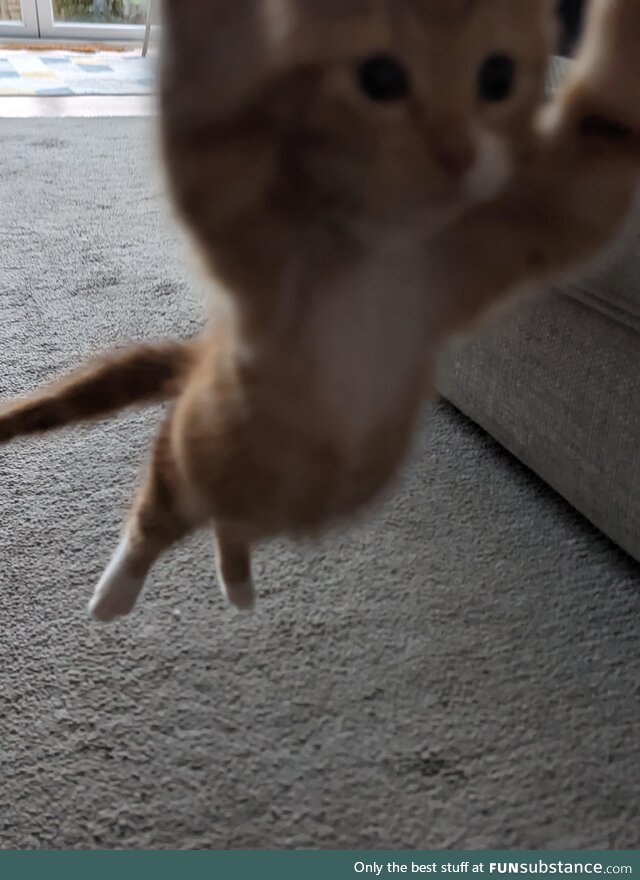Tried to take a picture of my mum's new kitten