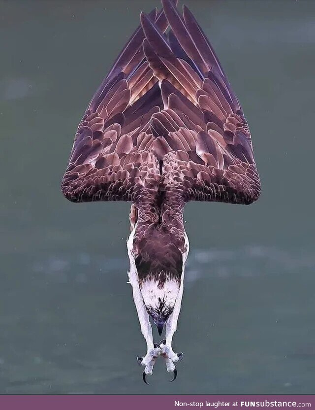 An eagle diving into water to hunt prey
