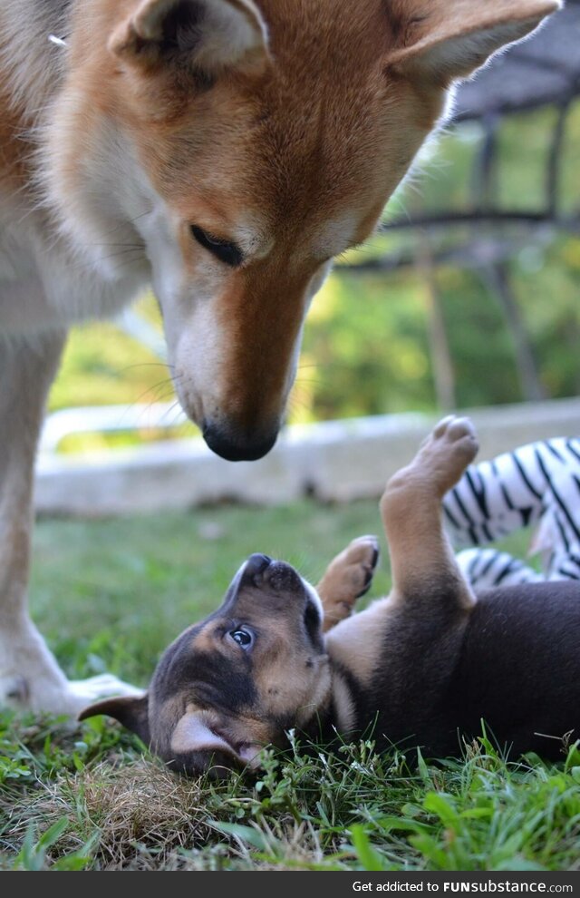 Trouble meets her new sister