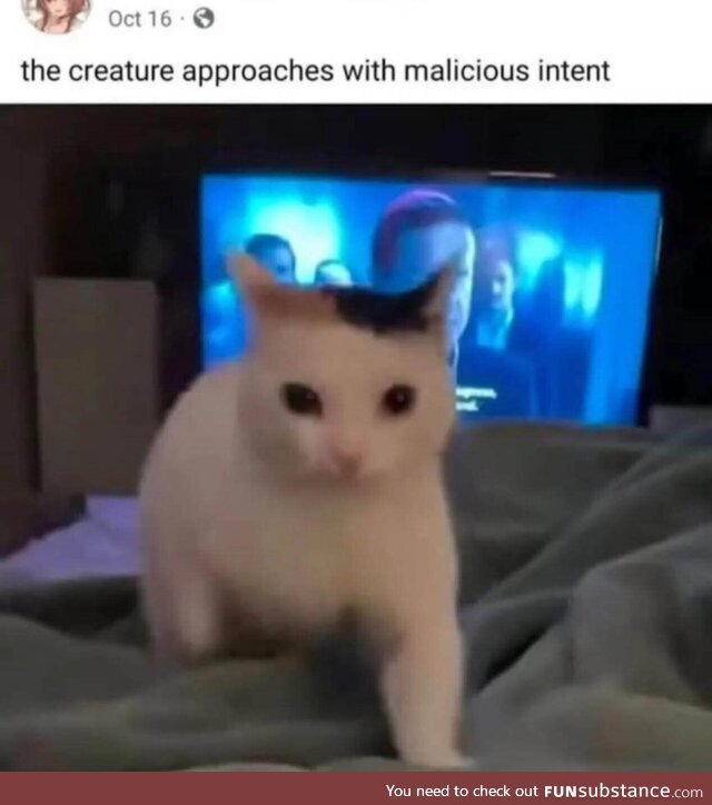 The creature is about to receive headpats