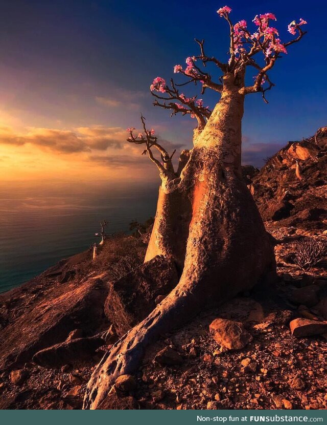 Stunning socotra