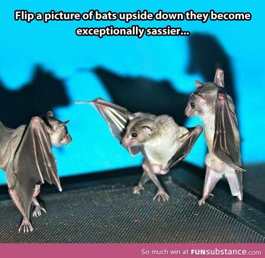 Fabulous bats