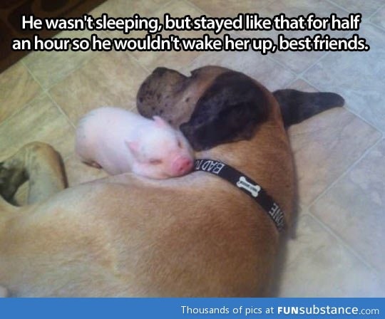 One more reason dogs are awesome