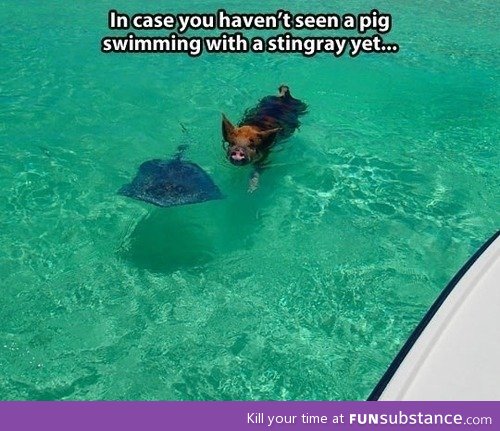 Pig and Stingray Swimming