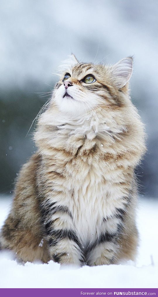 The most majestic cat photograph you'll ever gaze upon