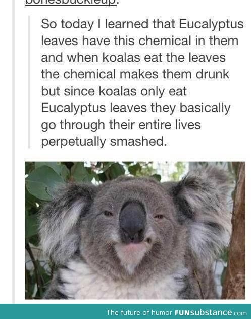 I want to be a Koala