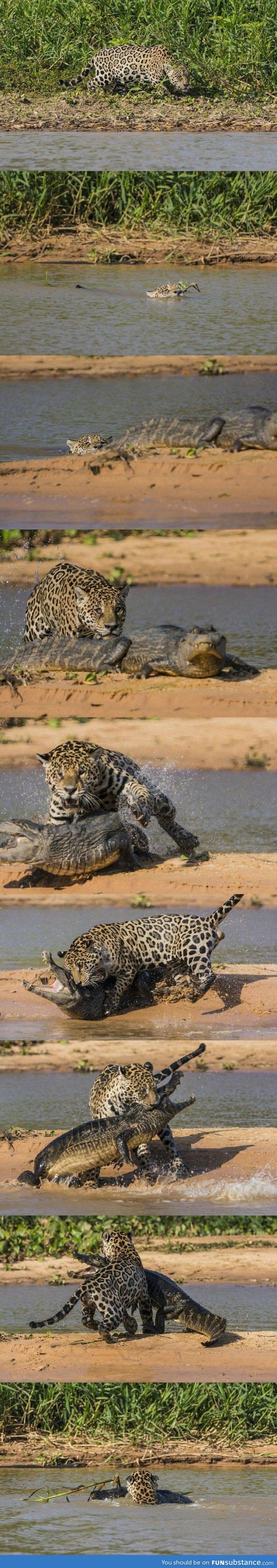 And you thought crocodiles are badass