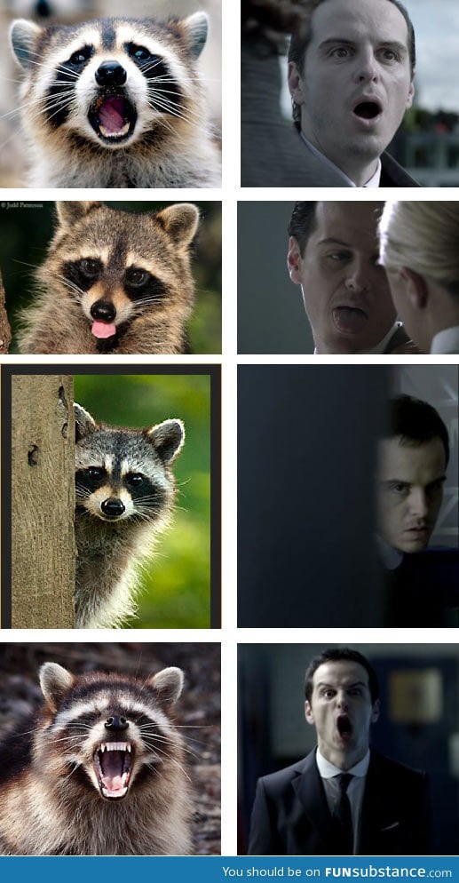 Raccoons that look like moriarty