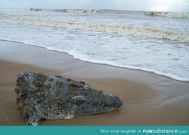 Crocodiles head washes up on beach. Locals think a great white severed it