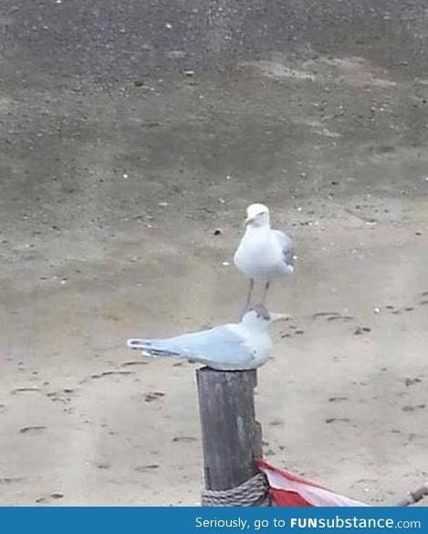 Seagull gives no f*cks