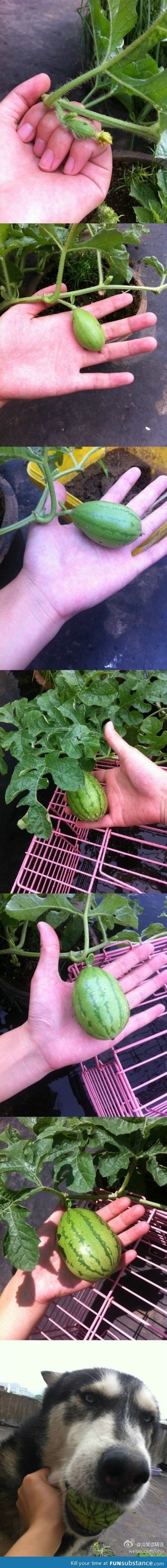 Growing a watermelon