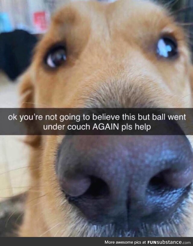 Dog doing the eyes