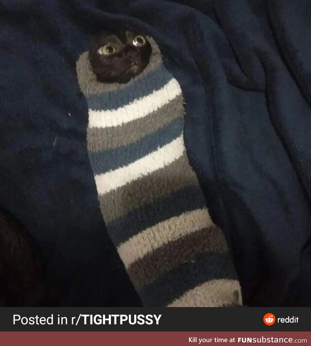 You have been visited by sock Kitten. Make your wish in the comments