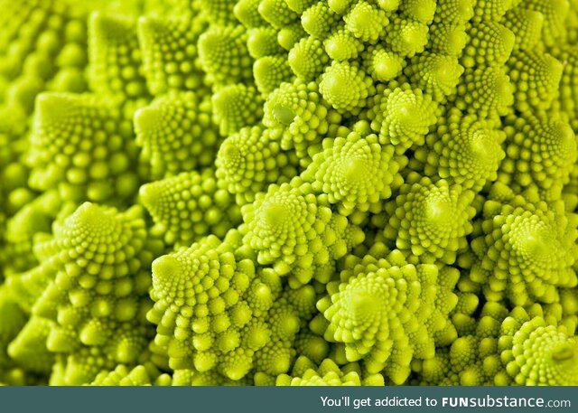 Broccoli romanesco