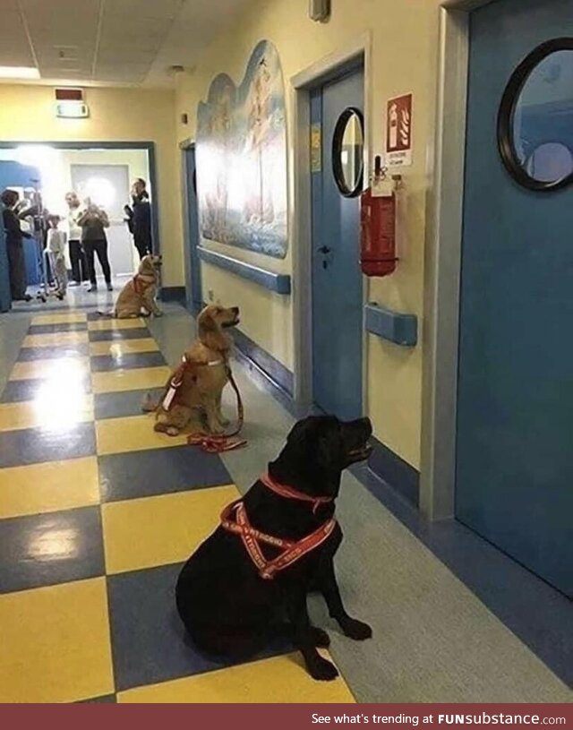 Service dogs waiting to enter their kids’ hospital rooms