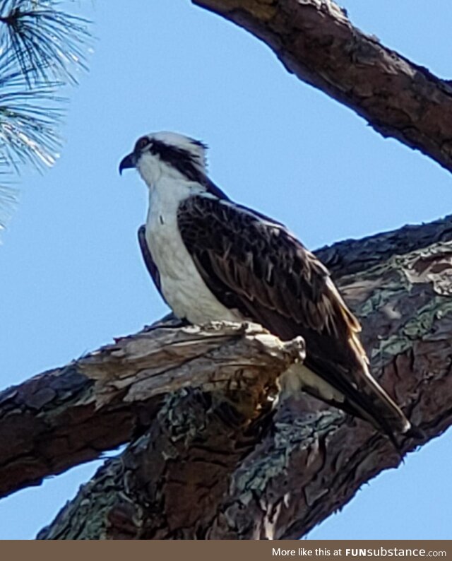 (OC) Osprey in St. Marks, Fl