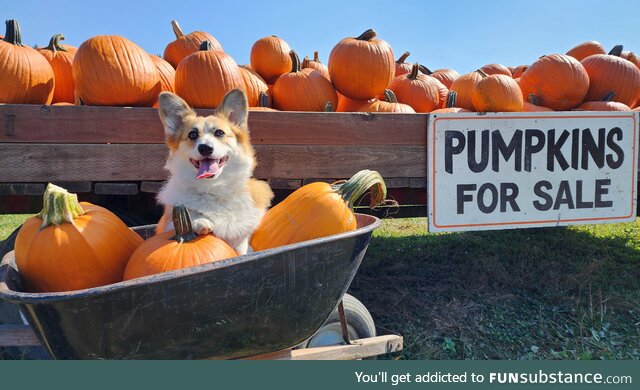 Cute lil' Pumpkin is Ready for Fall [OC]