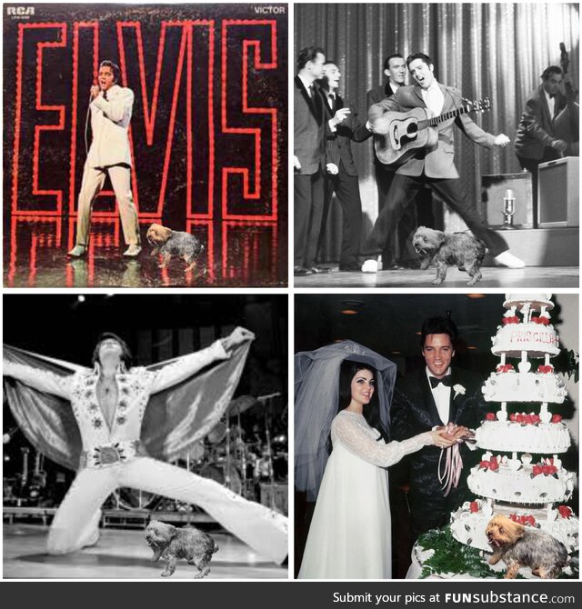 Elvis’s best friend was Harvey the crazy yorkie. He was with him through thick and thin