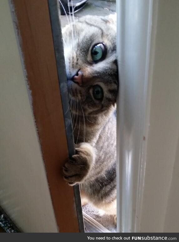 The neighbor's cat demands entry